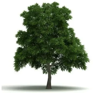 Sassafras E-Liquid